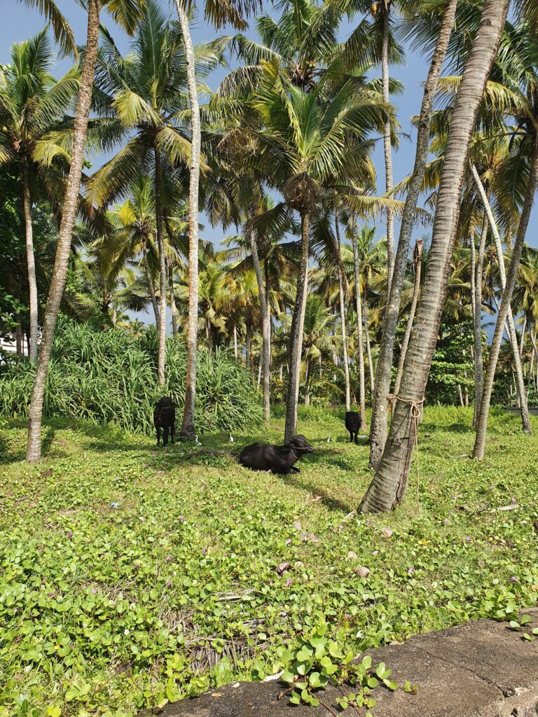 Your yoga retreat in Varkala – Pachamama Homestay 20231106 143637